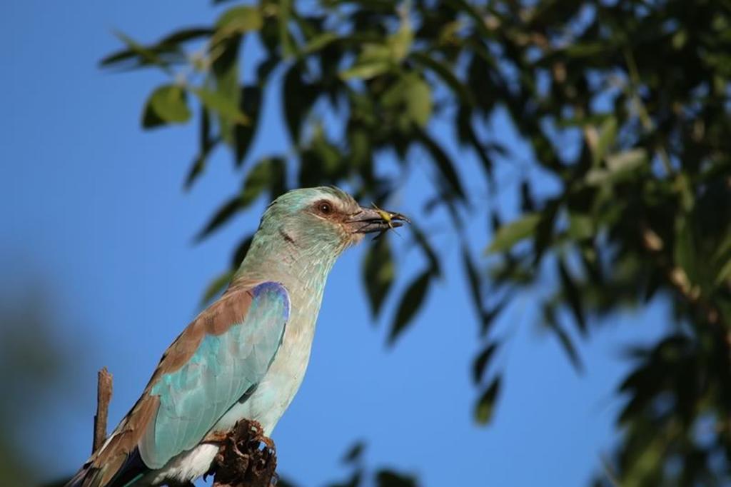 שמורת ת'ורניבוש Thornybush Jackalberry Lodge מראה חיצוני תמונה