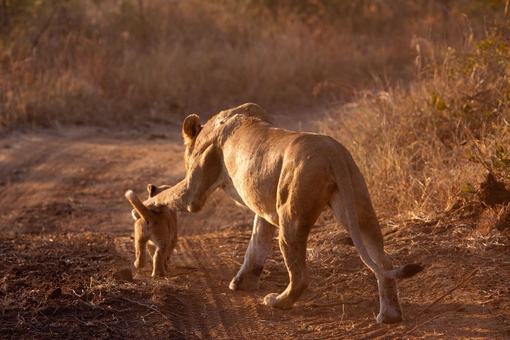 שמורת ת'ורניבוש Thornybush Jackalberry Lodge מראה חיצוני תמונה